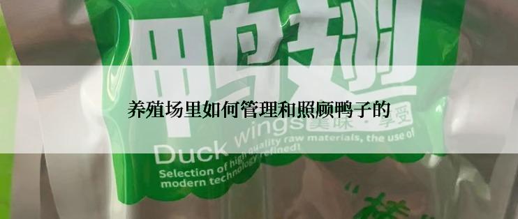 养殖场里如何管理和照顾鸭子的