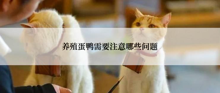养殖蛋鸭需要注意哪些问题