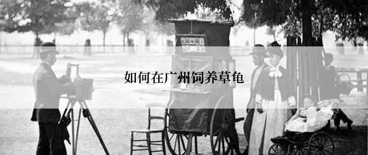 如何在广州饲养草龟