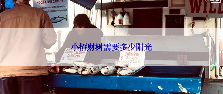 小招财树需要多少阳光
