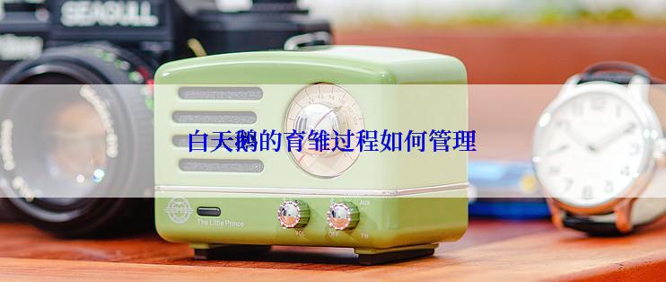 白天鹅的育雏过程如何管理