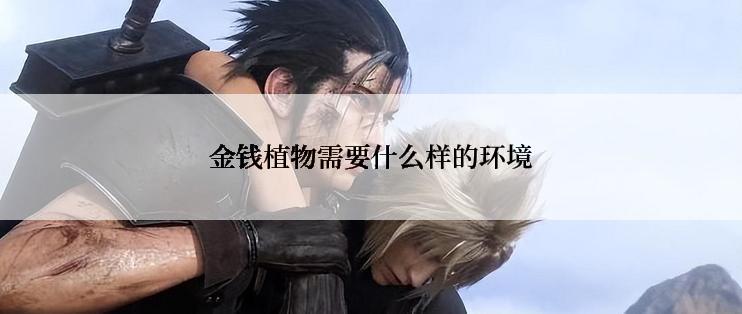 金钱植物需要什么样的环境