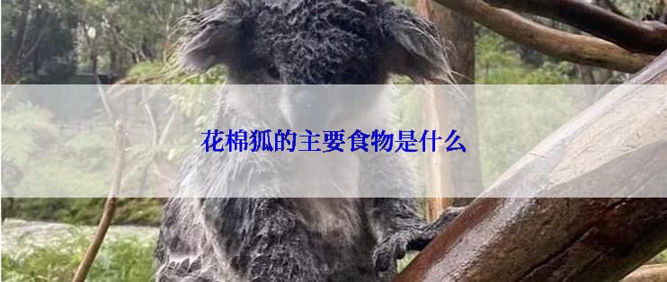 花棉狐的主要食物是什么