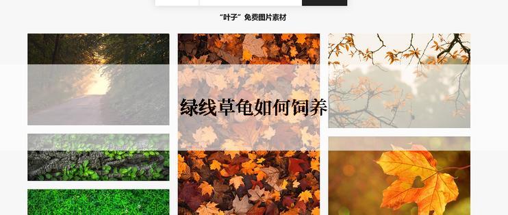 绿线草龟如何饲养