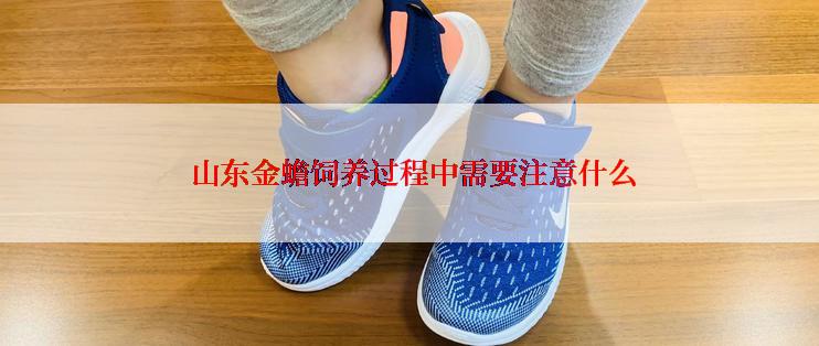  山东金蟾饲养过程中需要注意什么