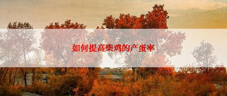 如何提高柴鸡的产蛋率