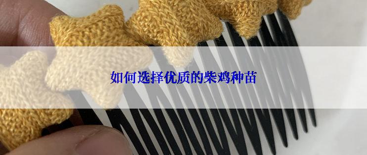 如何选择优质的柴鸡种苗