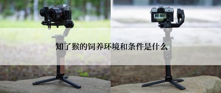  知了猴的饲养环境和条件是什么