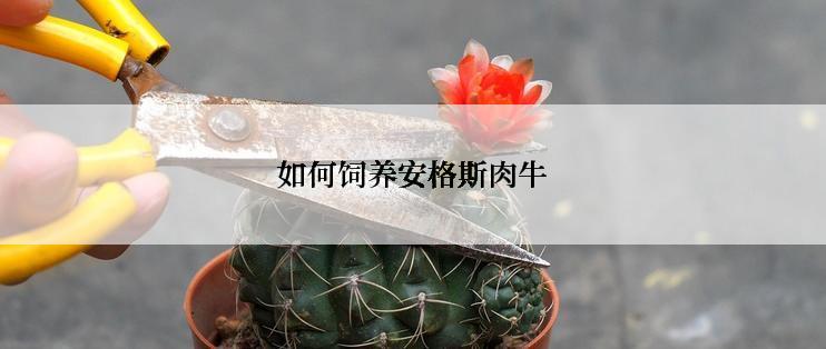 如何饲养安格斯肉牛