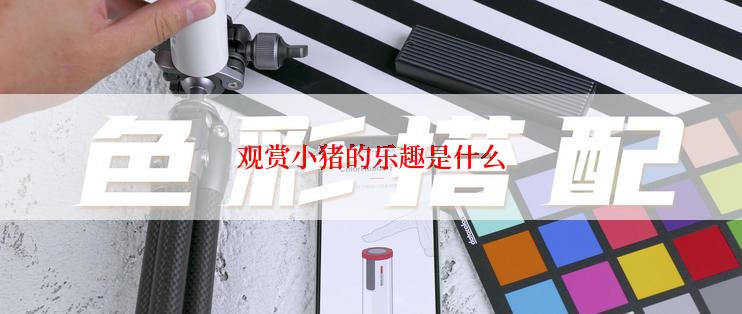 观赏小猪的乐趣是什么