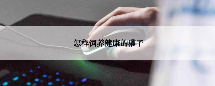  怎样饲养健康的獾子