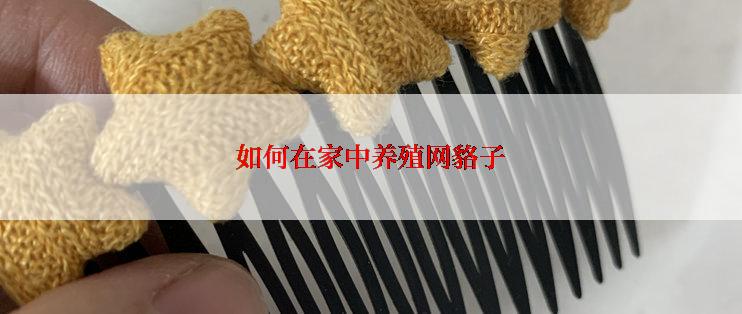 如何在家中养殖网貉子