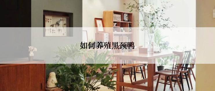 如何养殖黑颈鸭