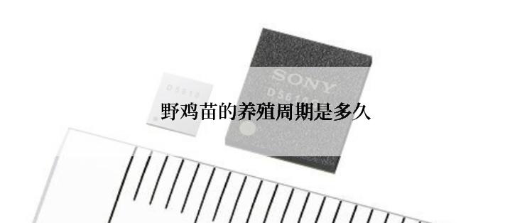 野鸡苗的养殖周期是多久