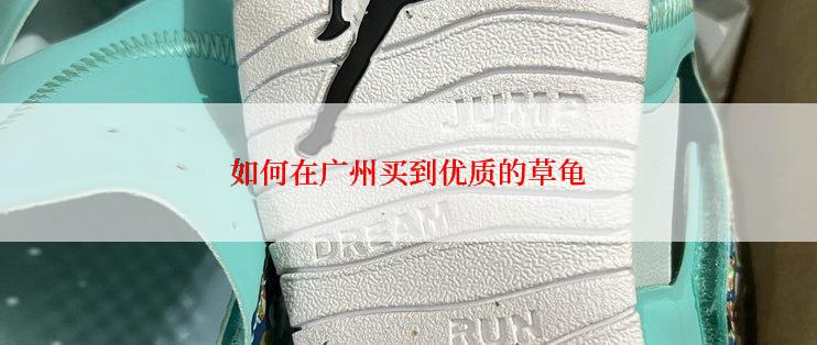如何在广州买到优质的草龟
