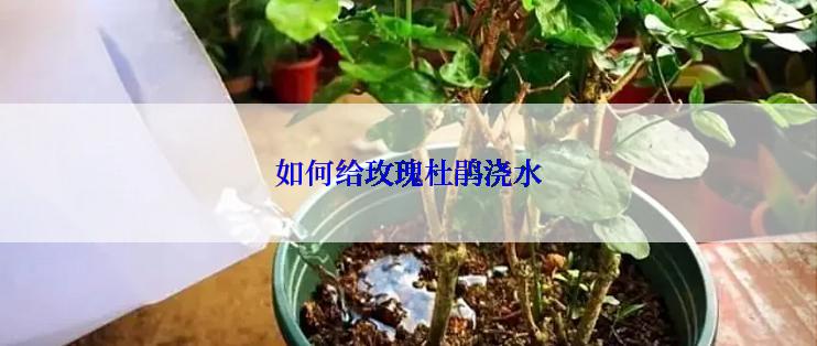 如何给玫瑰杜鹃浇水