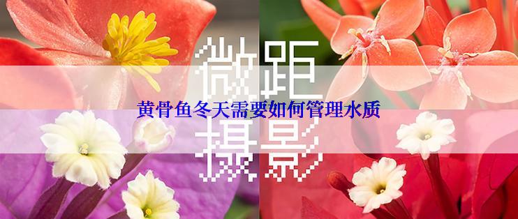 黄骨鱼冬天需要如何管理水质