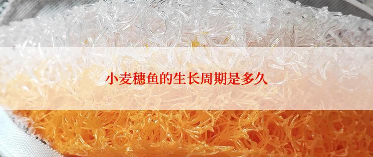 小麦穗鱼的生长周期是多久