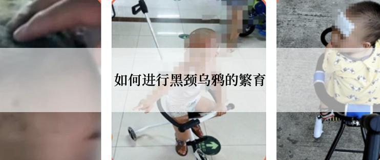 如何进行黑颈乌鸦的繁育