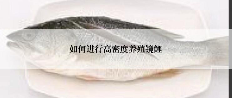 如何进行高密度养殖镜鲤