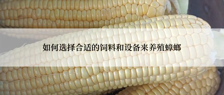 如何选择合适的饲料和设备来养殖蟑螂