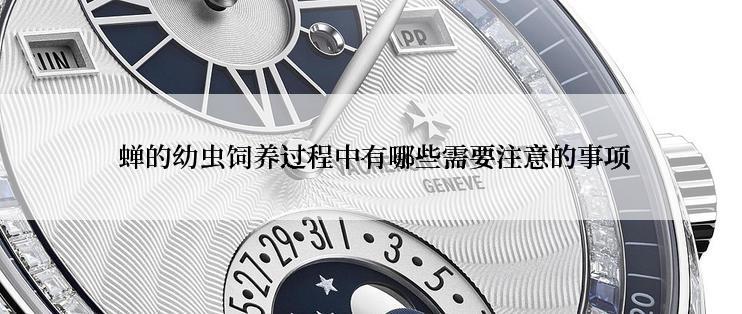  蝉的幼虫饲养过程中有哪些需要注意的事项