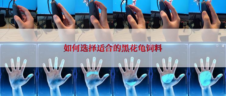 如何选择适合的黑花龟饲料