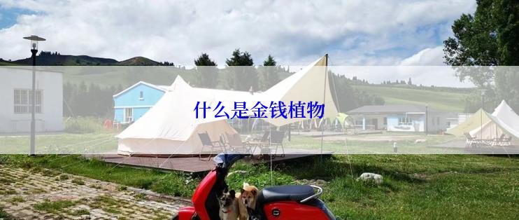 什么是金钱植物