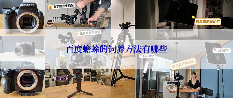 百度蟾蜍的饲养方法有哪些