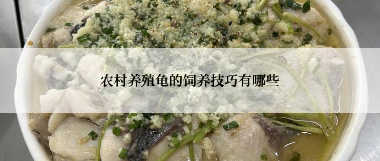 农村养殖龟的饲养技巧有哪些