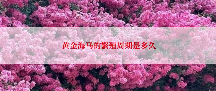  黄金海马的繁殖周期是多久