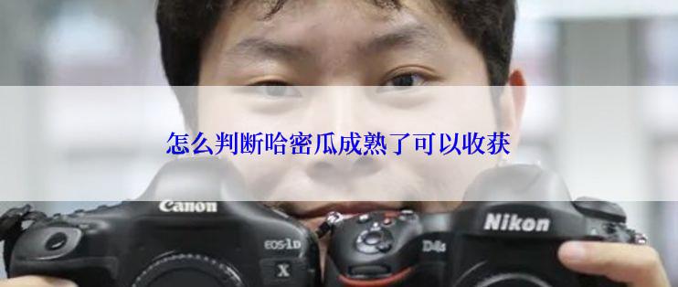 怎么判断哈密瓜成熟了可以收获