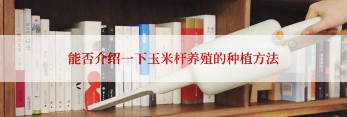 能否介绍一下玉米杆养殖的种植方法