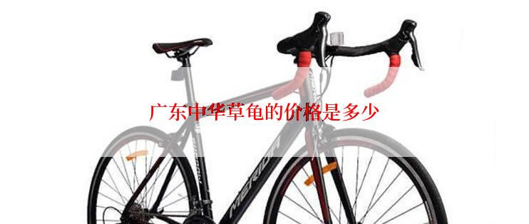 广东中华草龟的价格是多少