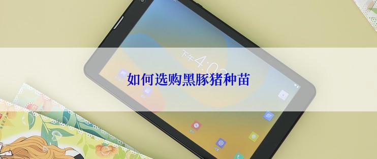 如何选购黑豚猪种苗