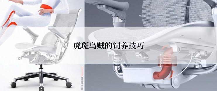 虎斑乌贼的饲养技巧