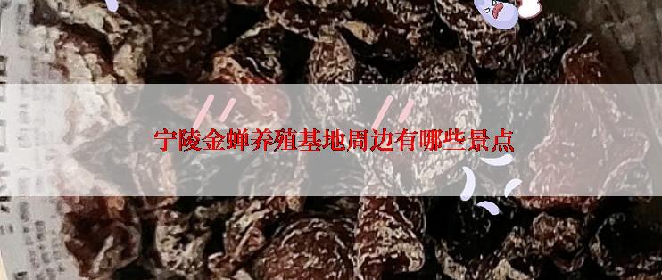 宁陵金蝉养殖基地周边有哪些景点
