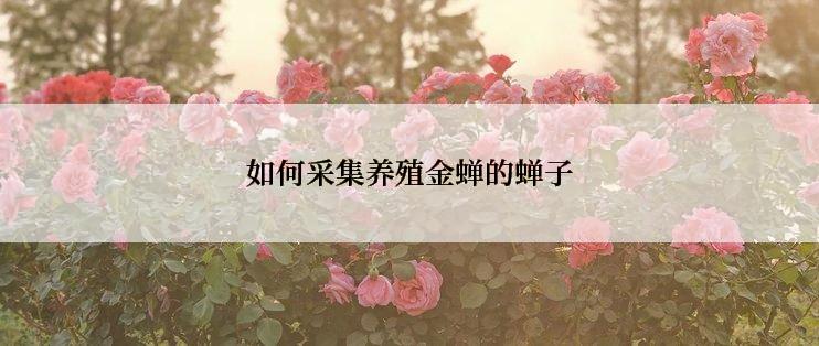 如何采集养殖金蝉的蝉子