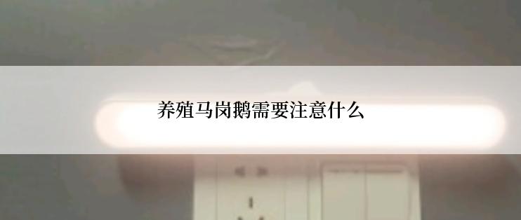 养殖马岗鹅需要注意什么