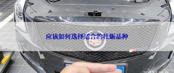 应该如何选择适合的牡蛎品种