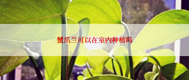 蟹爪兰可以在室内种植吗
