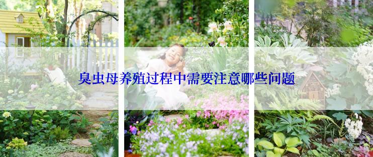 臭虫母养殖过程中需要注意哪些问题