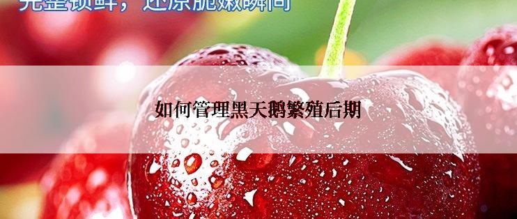 如何管理黑天鹅繁殖后期