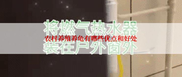 农村养殖养龟有哪些优点和好处