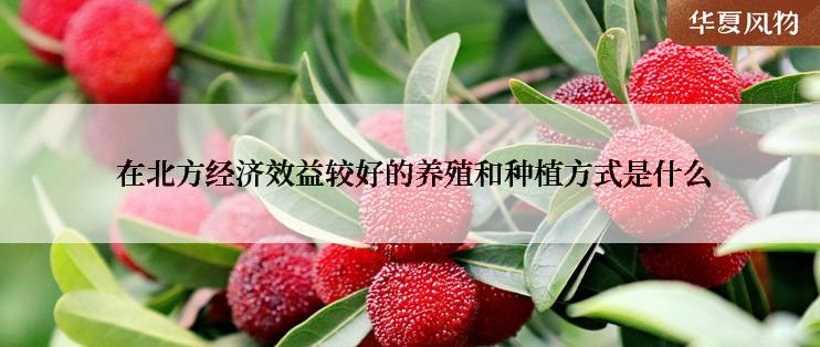  在北方经济效益较好的养殖和种植方式是什么