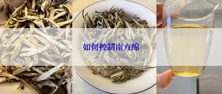 如何控制南方绵