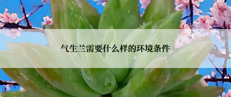 气生兰需要什么样的环境条件
