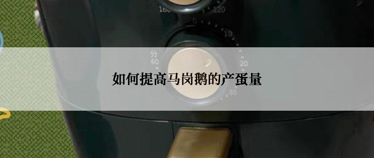 如何提高马岗鹅的产蛋量