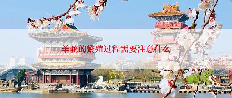 羊驼的繁殖过程需要注意什么