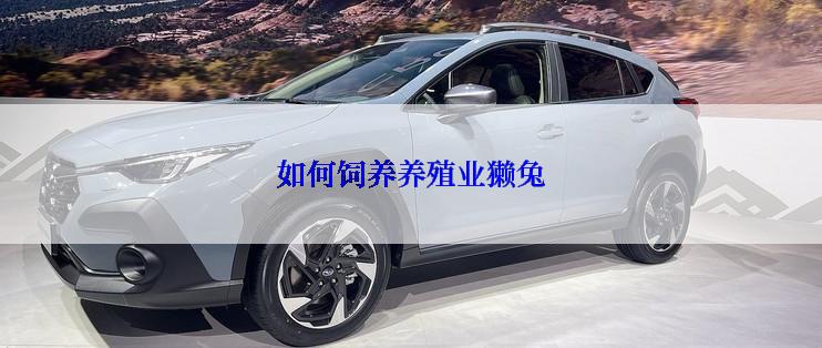 如何饲养养殖业獭兔